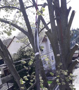 Fabontás kötélpályás leengedéssel